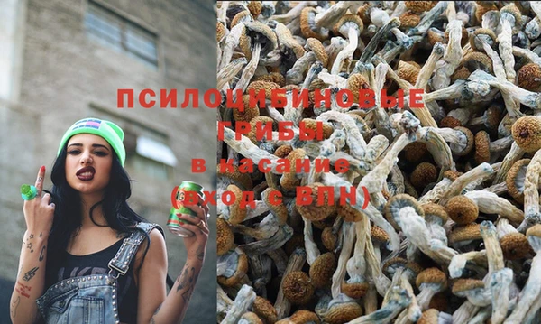 стаф Алзамай